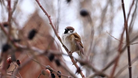 В Липецке успешно продолжается перепись воробьев
