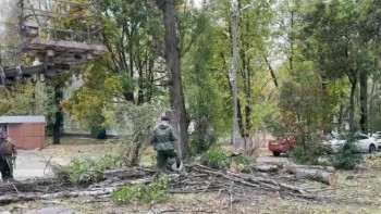 В Липецке возбудили уголовное дело о халатности по факту падения дерева на ребенка