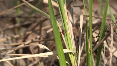 Клещи за неделю покусали 123 человека в Липецкой области