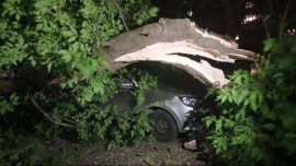 В Липецке старые деревья рухнули на автомобили дважды за вечер