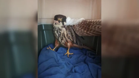 Липецкие ветеринары спасли редкого сокола-чеглока