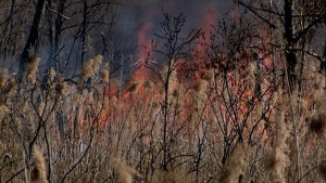 С завтрашнего дня ожидается высокая пожароопасность лесов 