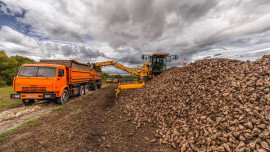 Уборка сахарной свеклы стартовала в пяти районах Липецкой области