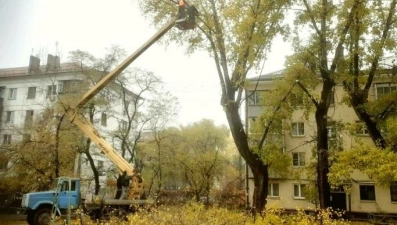 В областном центре опилят аварийные деревья и посадят тюльпаны