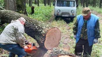 Липецкие леса «чистят» для лучшего роста: итоги полугодия