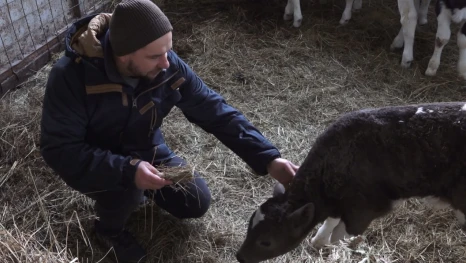 Городской житель в Липецкой области может стать владельцем коровы