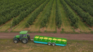 В Липецкой области собрали 73 тысячи тонн яблок