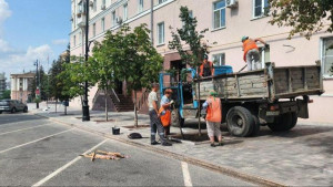 В центре Липецка высадили липы