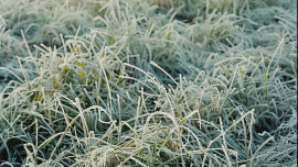 3 мая на территории Липецкой области будут заморозки