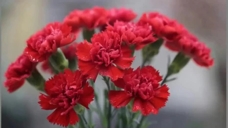 Липчан приглашают отметить День Победы всем вместе на Центральных площадках города