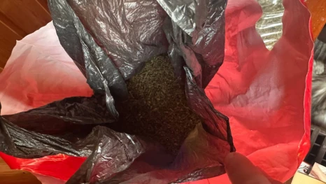 В Липецком округе полицейские нашли и изъяли килограмм марихуаны