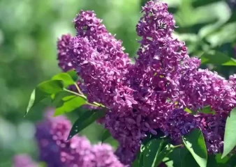 Штраф до полумиллиона и срок до 7 лет могут грозить липчанам за сломанную сирень