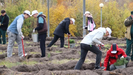 Больше 20 тысяч сеянцев деревьев высадили в Липецкой области