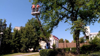 На центральных улицах Липецка опиливают старые деревья