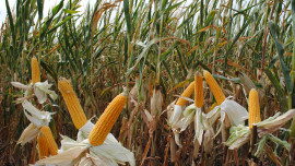 Уборка кукурузы на зерно набирает обороты в Липецкой области