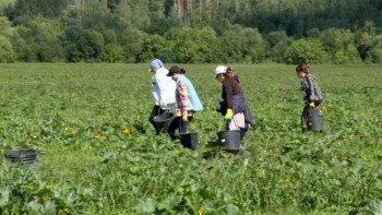 Благодаря проекту «Агрегатор» в сетевых магазинах Липецкой области появится местная зелень