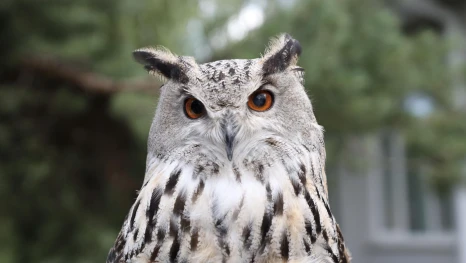 На «Галичьей горе» ждут потомство редкого филина 