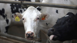 В Липецкой области увеличились надои молока 