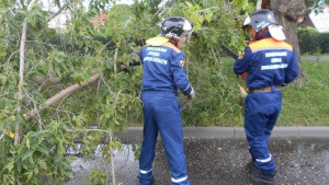 Упавшее дерево перегородило Студёновскую улицу в Липецке