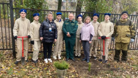 Аллеи памяти защитников Отечества высаживают в школах Липецка