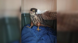 Липецкие ветеринары спасли редкого сокола-чеглока