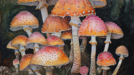 За эти грибы и растения липчане могут отправиться за решетку