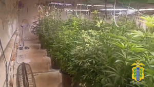 Ельчанин организовал наркоплантацию в загородном доме