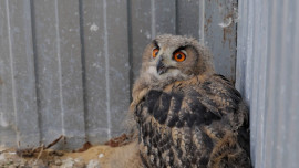 В Липецкой области возрождают популяцию филинов