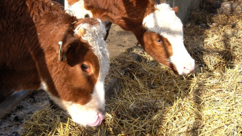 Липецкая область получит 18 млн рублей на развитие геномной селекции в животноводстве