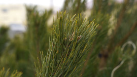 Новогодние ёлки начнут продавать в Липецкой области с 15 декабря