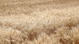 Липецкая область вошла в число пилотных регионов по выращиванию отечественных семян высшего качества