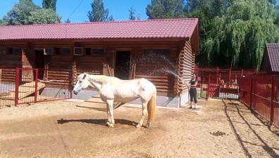 Липецких животных спасают от жары водными процедурами