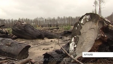 Липецкая область восстановила все горельники