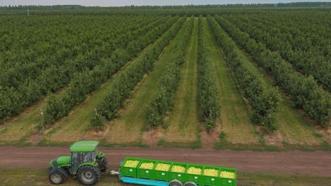 В Липецкой области собрали 73 тысячи тонн яблок