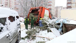 У лесных красавиц после праздников появился шанс на вторую «жизнь» (видео)