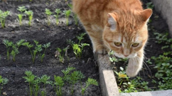  Какие дни благоприятные для посадки растений в мае