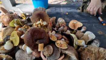 Грибной сезон в Липецкой области в этом году выдался особенно удачным