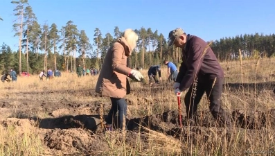 В районе Силикатных озёр высадили сосны