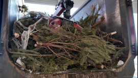 В Липецкой области после новогодних праздников перерабатывают ели