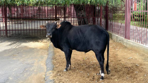 Зебу по кличке Терри поселился в Липецком зоопарке