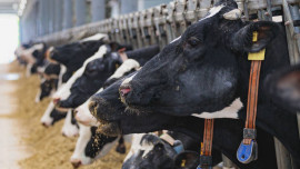 Роботизированный животноводческий комплекс открылся в селе Топки Липецкой области 