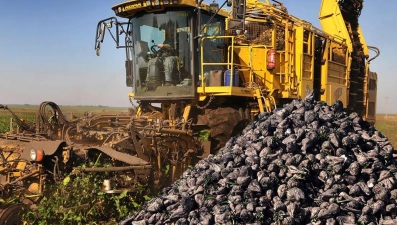 Переработка свёклы нового урожая стартовала на всех шести заводах Липецкой области