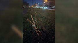 Трое пьяных людей сломали молодые деревья на аллее в Липецке