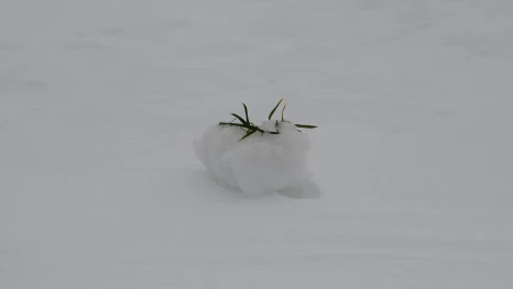 Состояние озимых культур в Липецкой области не вызывает опасений