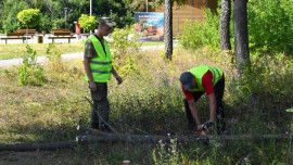 В Ельце в парке 40-летия Октября началась санитарная опиловка деревьев