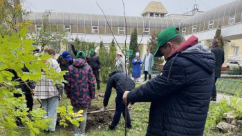 Больше тысячи деревьев и кустарников фонд «Милосердие» высадит в Липецке этой осенью 