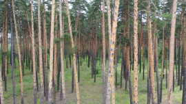 В Липецкой области вводятся ограничения на пребывания в лесах