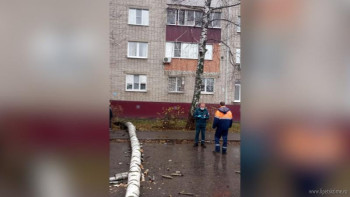 Большая береза упала на мужчину на Бескрайней в Липецке