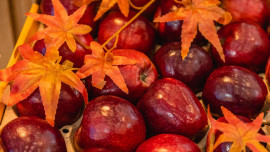 В Липецкой области собрали 60 тыс. тонн яблок