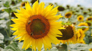 В Липецкой области намолотили 877 тыс. тонн масличных культур